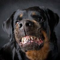 Dog of breed rottweiler.