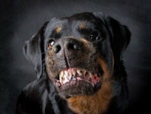 Dog of breed rottweiler.