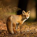 Fox Fox